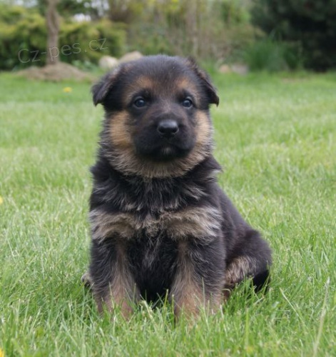 N�meck� ov��k - �t��ata s PP