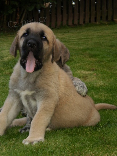 �pan�lsk� Mastin/Mastin Espa�ol-pejsek k ODB�RU