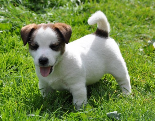 Jack Russell terrier s PPm - pejsek na kr�tk�ch no