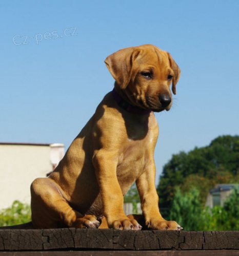 Rhodesian Ridgeback �t��ata s PP