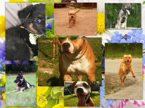 V�cvik a p�ev�chova