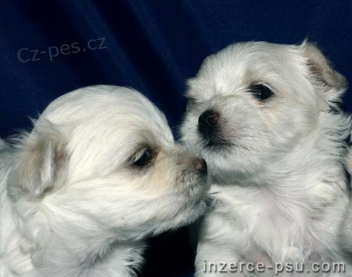 Malt�z��ek s PP