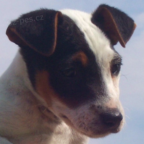 �t��ata Parson Russell terier