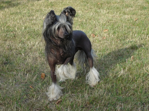 Nab�dka kryt� - ��nsk� chocholat� pes