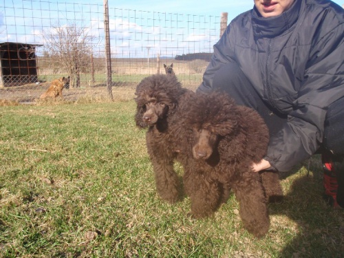 Pudl hn�d� trpasli��