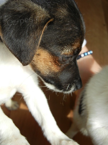  TRICOLORN� PEJSEK JACK RUSSELL TERIER, K ODB�RU IHNED