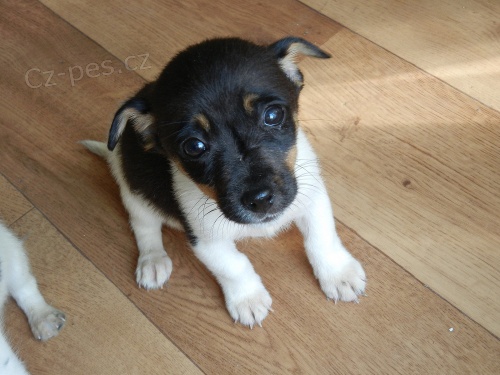KR�SN� PEJSEK JACK RUSSELL TERIER - TRIKOLOR, RODI�E S PP -