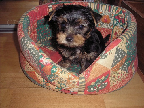 PROD�ME �T���TKA JORK��RSK�CH TERIER�