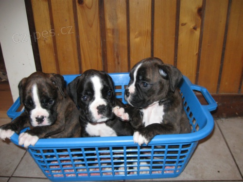 boxer �t���tka