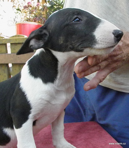 Bullterier-posledn� voln� pejsek a fenka s PP