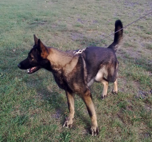 Prod�m fenu NO s PP