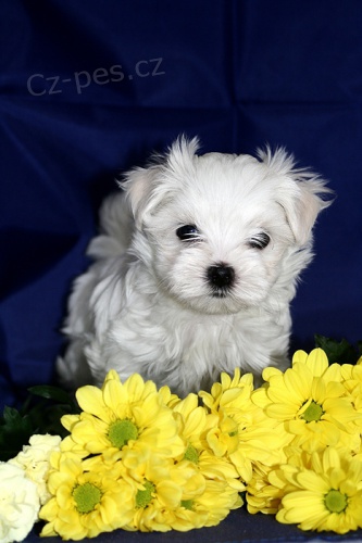 Malt�z��ek s PP