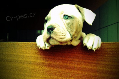 �t��ata Americk�ho buldoka s PP