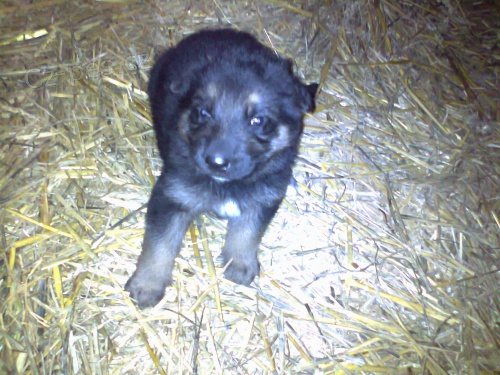 Prod�m �t���tka NO