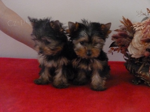 Jork��rsk� terier s PP