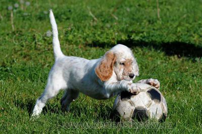 �T��ATA -  ANGLICK� SETR