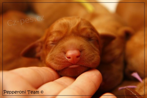 Madarsky Ohar - �t��ata!