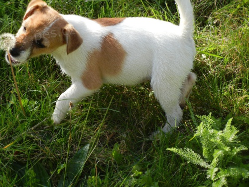 N�DHERN� PEJSEK JACK RUSSELL TERIER - BICOLORN�
