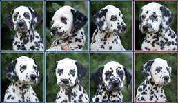 Dalmatin - �t��ata s PP