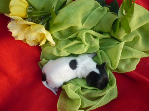 Biewer yorkshire teri�r s pp, fenka