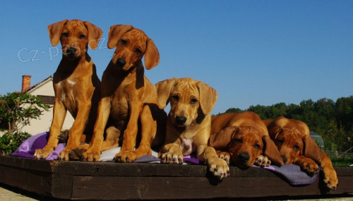 Rhodesian Ridgeback �t��ata s PP k odb�ru