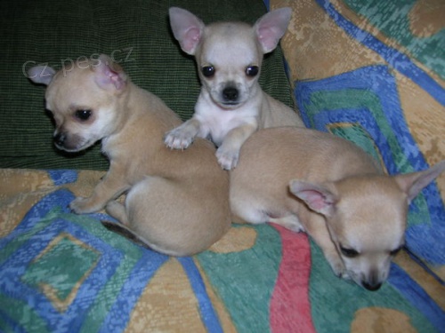 bez �ivava �t��ata