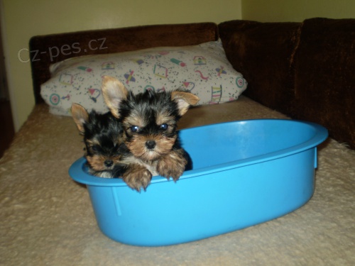 jork��rsk� terier-�t�n�tka