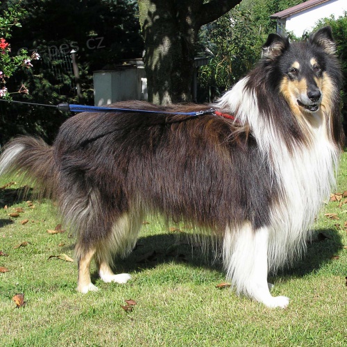 Nab�dka kryt� psem plemene Kolie dlouhosrst�