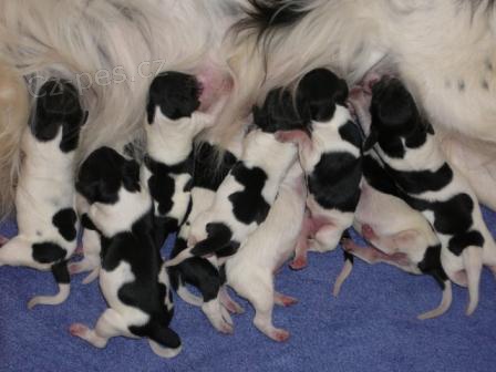 Prod�m �t��ata velk�ho munsterlandsk�ho oha�e