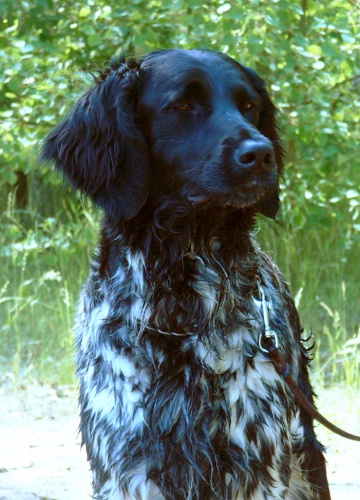 Prod�m fenu velk�ho munsterlandsk�ho oha�e