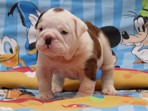 Anglick� buldok �t��ata