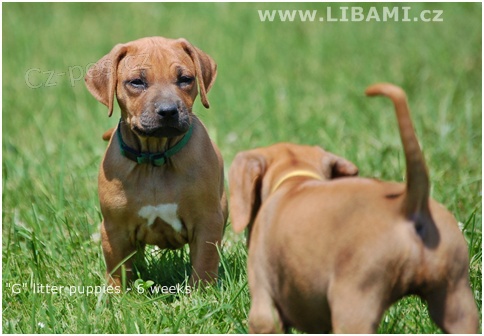 Rhodesian Ridgeback