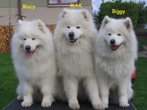 Samojed �t���tka s PP