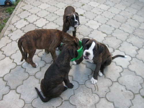 boxer �t���tka