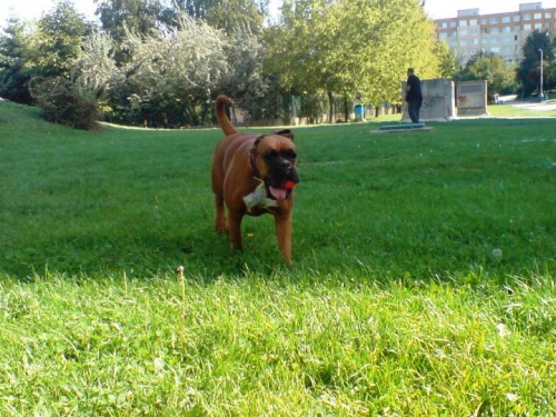 Ps� �kolka Happy Dog- ven�en�