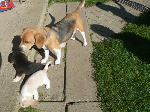 Kr�sn� B�GL�CI k prodeji!