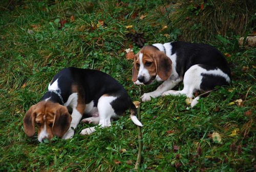 �istokrevn� �t��ata b�gla tricolor bez PP