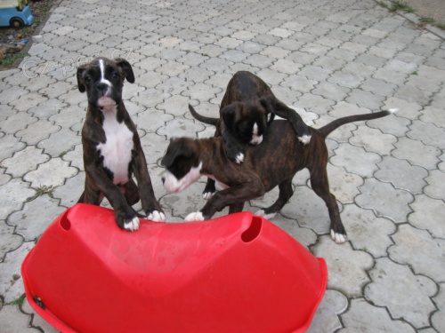 boxer �t���tka