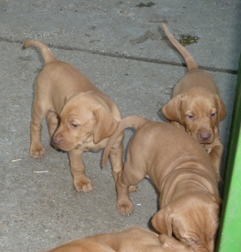 �t��ata vizsly s PP