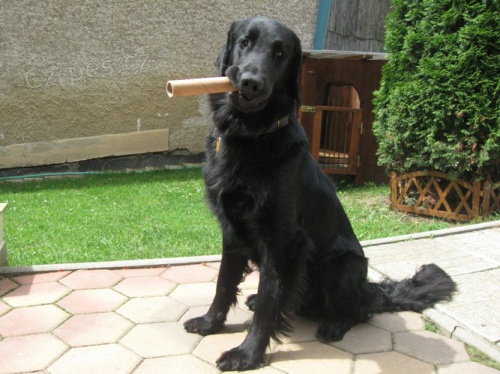 Pred�m �istokrvn�ho flat-coated retrievera