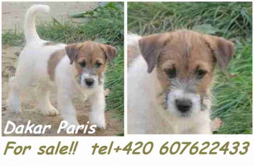 Posledn� voln� pejsek s PP !!