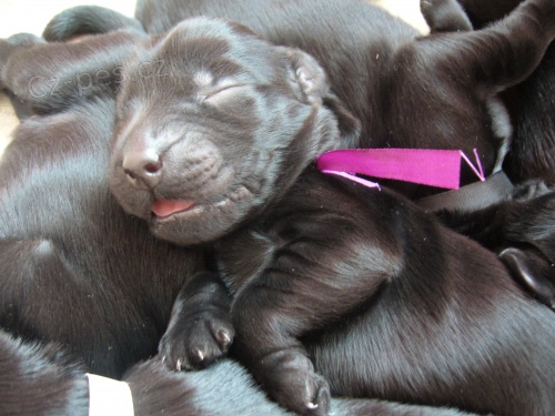 Flat coated retriever - �t���tka s PP 