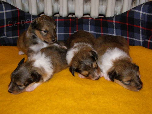 �t���tka �eltie s PP