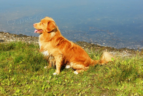 nova scotia duck tolling retr�vr