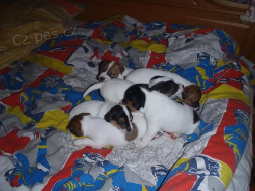 �t���tka Jack russella teriera