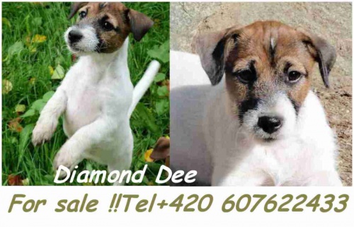 posledn� fene�ka JRT s PP!!