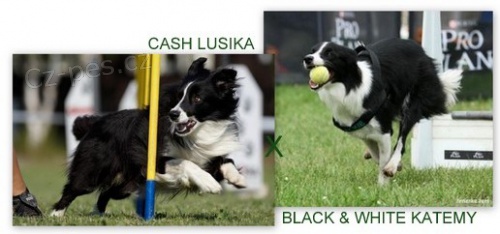 Zad�me �t���tka border kolie s PP