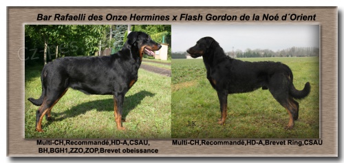  Prod�m -Beauceron-�t�n� s PP