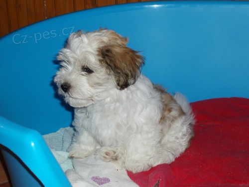 Havansk� ps�k(bi�onek) s PP-K ODB�RU