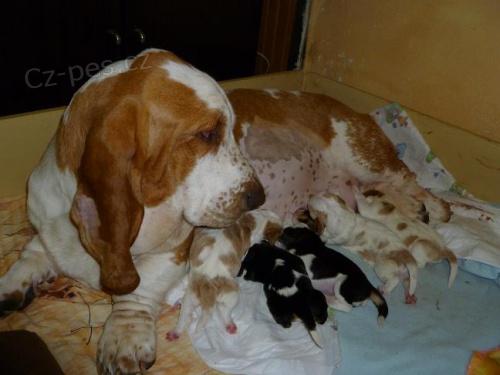 BASSET-HOUND,�t���tka s PP. z CHS Annie van Hallen...